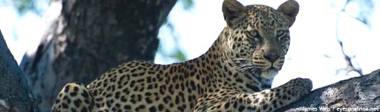 Leoparderna